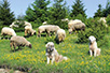 Чувари стада покрај реке Увац (Фото: Резерват „Увац”)